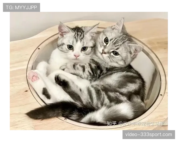 掌敏洁家的猫吃的都比我一个月工资多